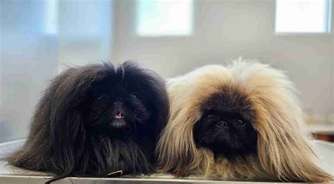 Stephanie's Bayou Pekingese - Pekingese Puppies for Sale in Maurice, LA | AKC Marketplace