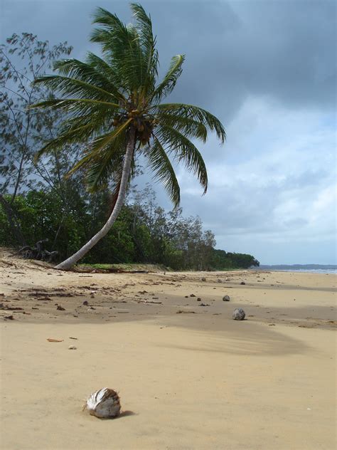 Photo of mission beach palm tree | Free Australian Stock Images