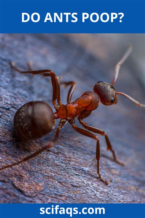 Do Ants Poop? - SciFAQs