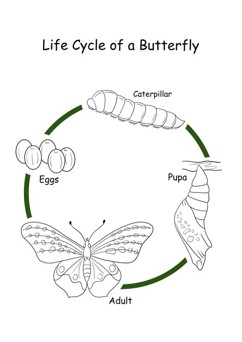 Butterfly Life Cycle Coloring Page Butterfly Life Cycle Life Cycles ...