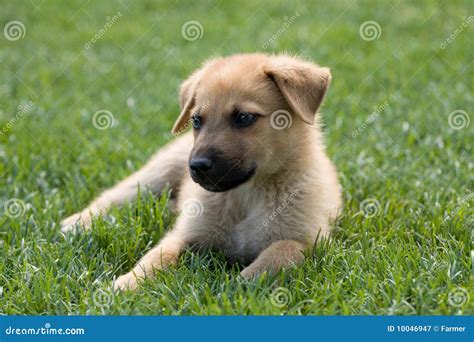 Homeless puppy stock image. Image of lonely, loneliness - 10046947