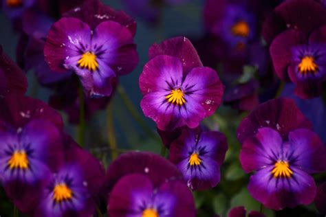 File:Purple-pansy-spring-flowers - West Virginia - ForestWander.jpg - Wikimedia Commons