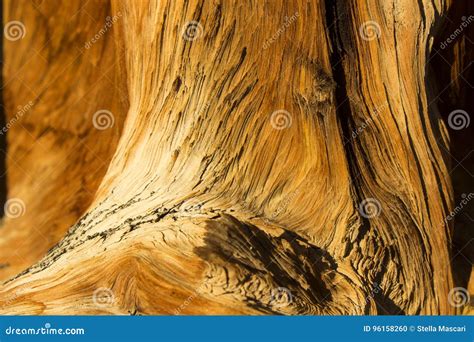 Bristlecone Pine Bark stock photo. Image of closeup, bark - 96158260