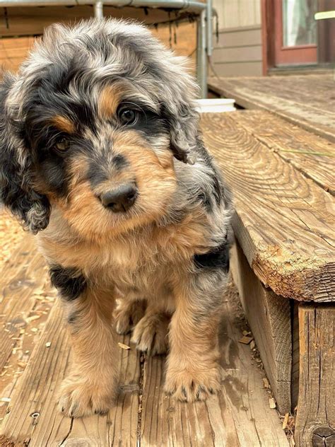 Eugene Oregon Mini Bernedoodle Breeders — High Desert Goldendoodles ...