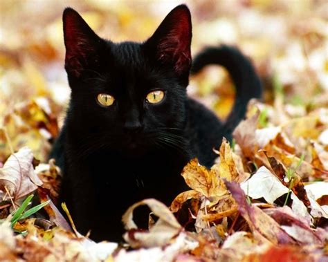 Black Cats and Superstition | Life With Cats