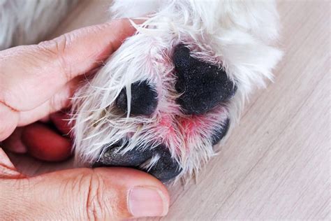 What Causes Sores On Dog Paws