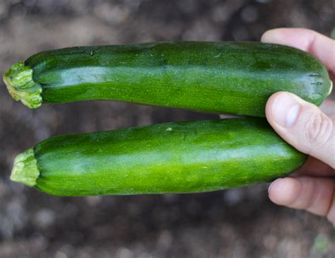 45 Zucchini Growing Tips! {How to Grow Perfect Zucchini} The Frugal Girls