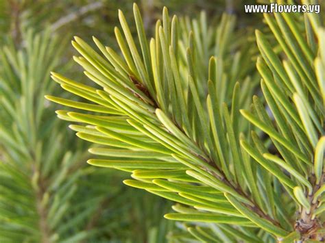 FORESTRY - LEARNING: NEEDLELEAF TRESS ARE ABOUT 500 SPECIES