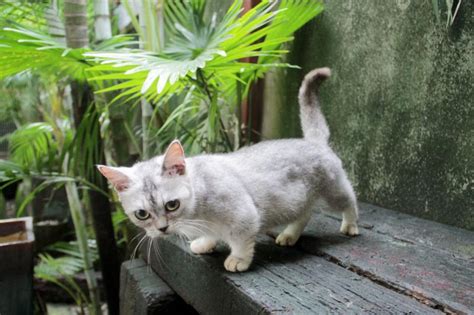 7 Smallest Cats in the World (You'll Be Shocked How Tiny They Are ...