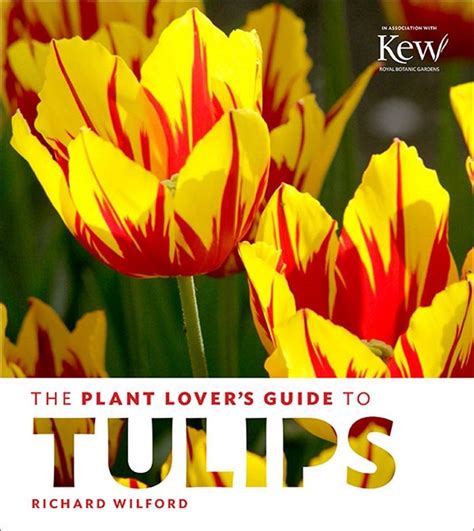 The Plant Lover's Guide to Tulips - GardenBunch | Planting tulips ...