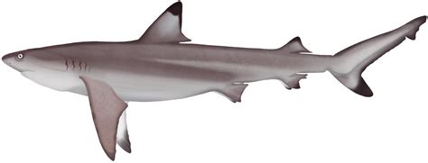 Blacktip Reef Shark - Carcharhinus melanopterus | Marinewise
