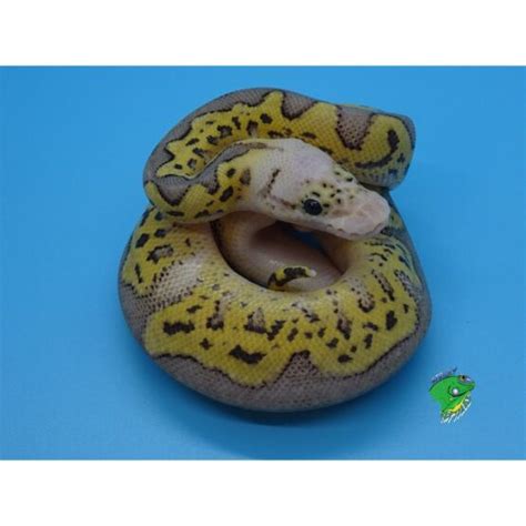 Clown Super Pastel Ball Python - hatchlings - Strictly Reptiles