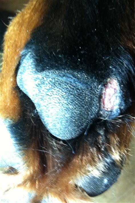 Cookie's Plantar Paw Pad Injury | Dawg Business: It's Your Dog's Health!