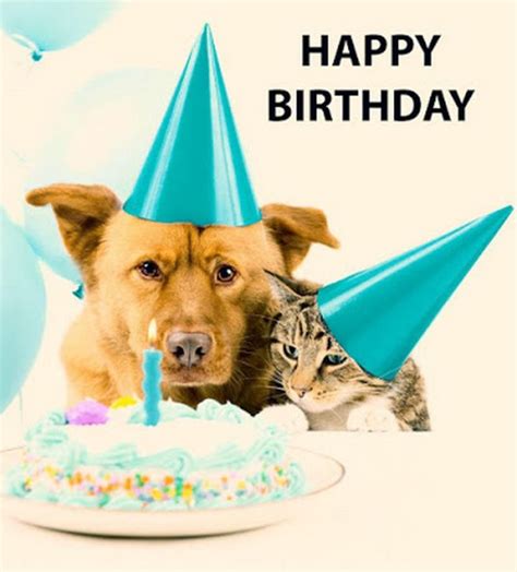 101 Funny Happy Birthday Dog Memes for Paw Lovers Everywhere