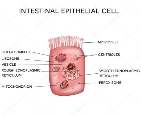 Célula epitelial intestinal com microvilli — Vetor de Stock #98484204