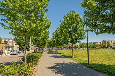 Avenue trees | Trees | Range | Ebben Nurseries