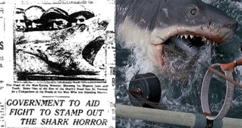 Bull Shark Attack Victims