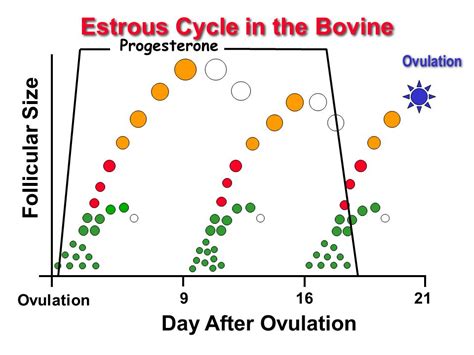 Estrus cycle synchronization in Cows