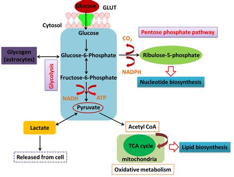 Glucose metabolism and energy homeostasis in the brain. (Entry of ...