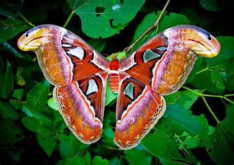 Atlas Moth | Butterflies | Pinterest
