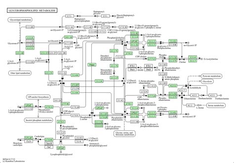 KEGG PATHWAY: Glycerophospholipid metabolism - Homo sapiens (human)