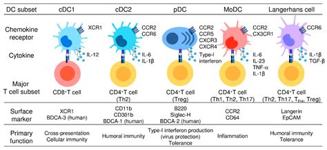 Dendritic Cell Therapy