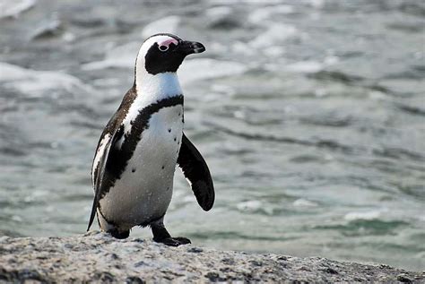 African Penguin - Facts | Profile | Traits | Behavior | Habitat | Diet - Rhino Rest