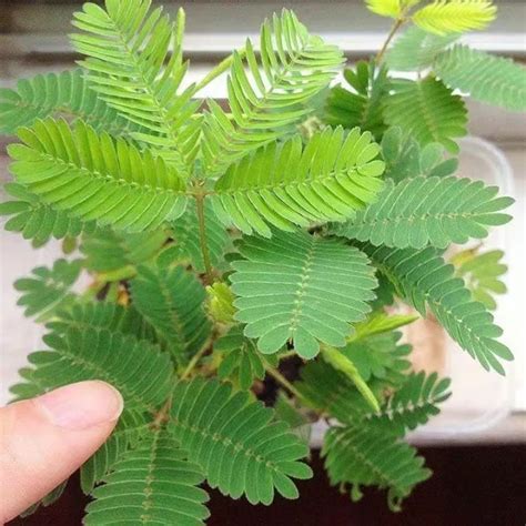 Mimosa Seeds Bonsai Flower Seeds for Planting Mimosa Pudica Seedlings Makahiya Plant Seeds ...