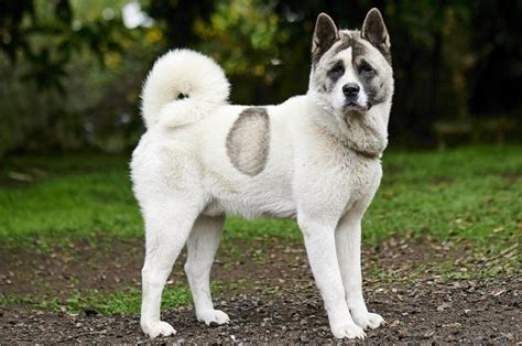 9 Norwegian Dog Breeds: An Overview (With Info & Pictures) | Hepper