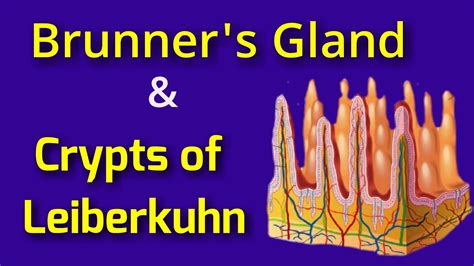 Brunner's Gland & Crypts of Leiberkuhn - YouTube