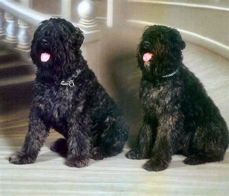 Bouvier des Flandres Puppies Behavior And Characteristics In Different ...