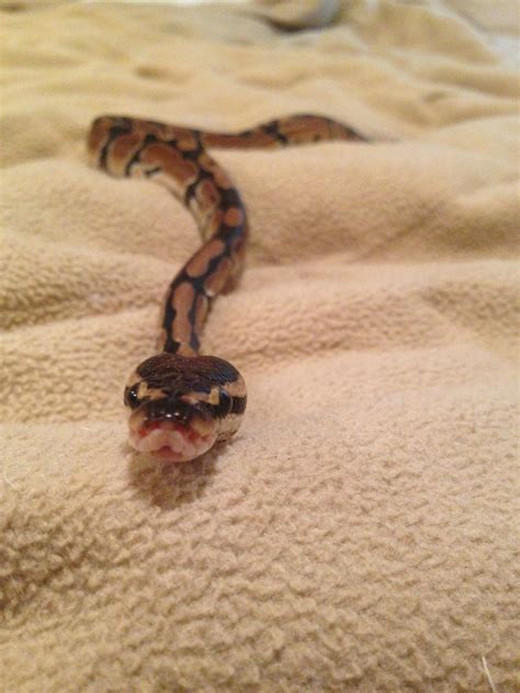 New baby Ball python... Big head tiny body ^_^ : aww