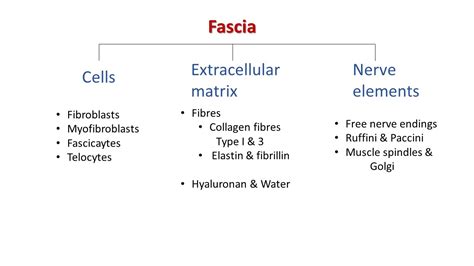 The cellular components of fascia – Fascia & Fitness