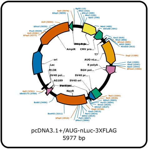 Addgene: pcDNA3.1(+)/AUG-nLuc-3XFLAG