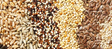 Are Seeds Really Healthy or Just Trendy? | Duke Health