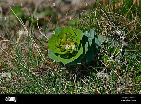 The Myrtle Spurge blossom in the Balkan mountains. The red yellow ...