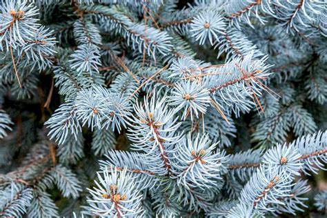 Blue Spruce Tree With Snow