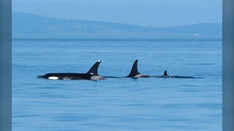 Orca that pushed dead calf for weeks has given birth, whale watchers ...