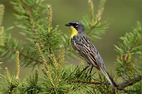 Kirtland's Warbler Tours Michigan Audubon