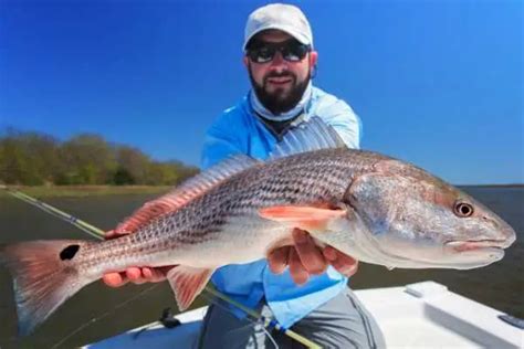 Red Drum vs Black Drum - Outer Banks Recipes