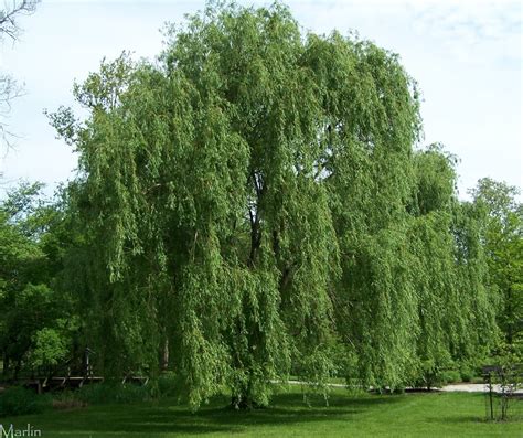 tree free wallpaper: Acute Willow Tree