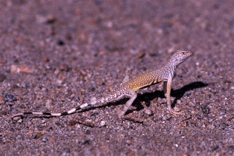 Wild Herps - Zebra-tailed Lizard (Callisaurus draconoides)