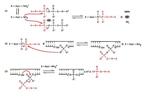 Biology: abril 2011