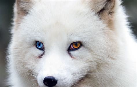 Wallpaper fox, brown eyes, blue eyes, animal, wildlife, fur, ears, close up, Arctic fox, snout ...