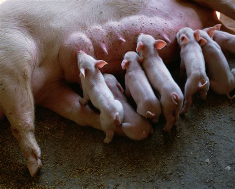 A Novel Virus Killed 24,000 Piglets In China. Where Did It Come From ...