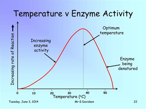 Graph Of Enzyme Activity And Temperature