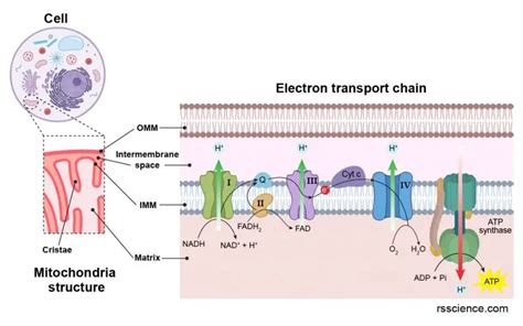 Mitochondria - the powerhouses of the cell - definition, structure, function, and biology - Rs ...