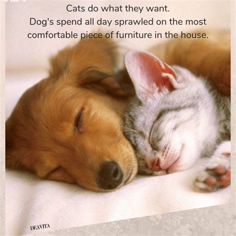 Super Cute Cats And Dogs