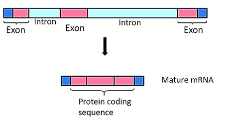 What is the difference between exons and introns?