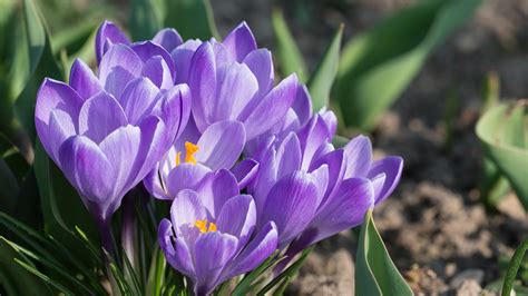 Crocus Wallpaper HD 37137 - Baltana